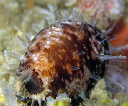 Map cowrie at night by Martin Dalsaso 